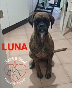 luna boxer pura di 3 anni Foto 3